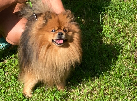 Psí hotel Packa Roudnice nad Labem